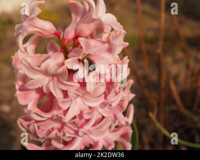 Un'ape raccoglie polline in un fiore di giacinto Foto Stock