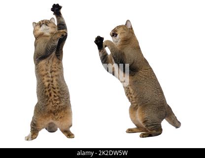 Un gatto grigio adulto della razza scozzese dalle orecchie dritte si fermò sulle gambe posteriori, le zampe anteriori furono sollevate. L'animale si prepara a saltare Foto Stock