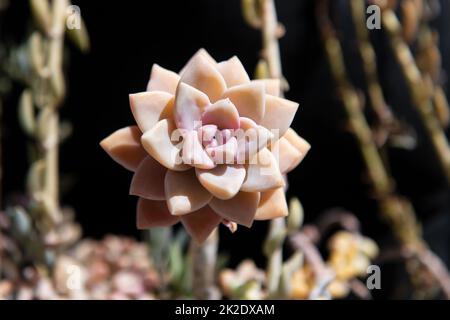 Succulenta Echeveria Perle. Crassulaceae cactus sfondo. Sempreverdi succulenti perenni o subarbusti. Foto Stock