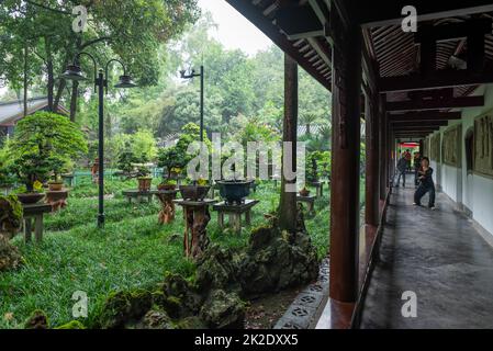 Donna anziana che fa il Tai Chi vicino ad un giardino di alberi di bonsai nel parco del popolo di Chengdu Foto Stock