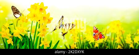 Narcisi gialle e farfalle nel giardino Foto Stock