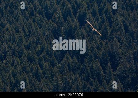 Una Bald Eagle che sorvola la foresta nel Moran state Park, Washington, USA. Foto Stock