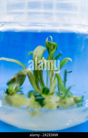 Coltivazione di piante coltura di callo tissutale in vitro Foto Stock