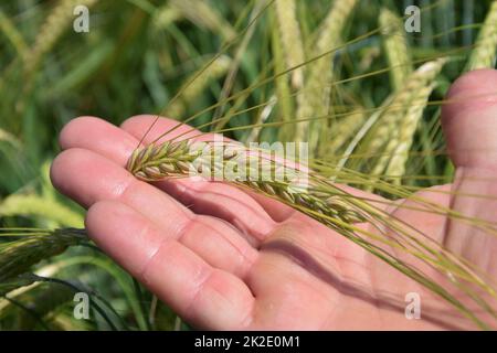 Il coltivatore tiene in mano il grano verde Foto Stock