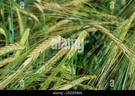 Concetto di agricoltura biologica, spighe di grano verde Foto Stock