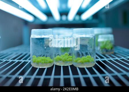 Coltura di tessuti di callo vegetale, scienza biologica per rigenerazione vegetale. Foto Stock