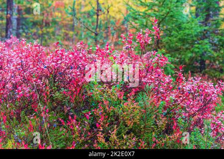 La maggior parte della spazzola di mirtillo in colori autunnali nella foresta di Ainiovaara è caduto pendii in Ylitornio Finlandia Foto Stock