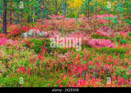 La maggior parte della spazzola di mirtillo in colori autunnali nella foresta di Ainiovaara è caduto pendii in Ylitornio Finlandia Foto Stock