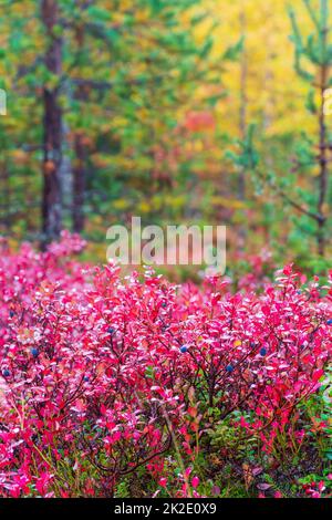 La maggior parte della spazzola di mirtillo in colori autunnali nella foresta di Ainiovaara è caduto pendii in Ylitornio Finlandia Foto Stock