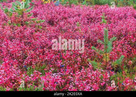 La maggior parte della spazzola di mirtillo in colori autunnali nella foresta di Ainiovaara è caduto pendii in Ylitornio Finlandia Foto Stock