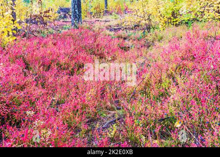 La maggior parte della spazzola di mirtillo in colori autunnali nella foresta di Ainiovaara è caduto pendii in Ylitornio Finlandia Foto Stock