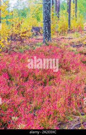 La maggior parte della spazzola di mirtillo in colori autunnali nella foresta di Ainiovaara è caduto pendii in Ylitornio Finlandia Foto Stock