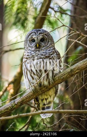 Un gufo barrato arroccato su un albero, Moran State Park, Orcas Island, Washington, USA. Foto Stock