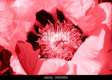 Bellissimo modello a molla sfondo con fiore rosa . Close up peonia fiore Foto Stock