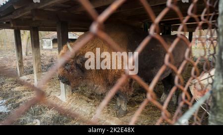 Forte bonasus bisonte maschio che soggiorna in uno spazio di parco appositamente organizzato. Foto Stock
