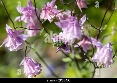 Due Golden Rose Beetles foraggio su fiori rosa Foto Stock