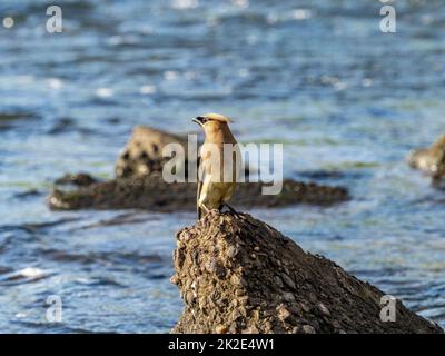 Cedar Waxwings, Bombycilla cedrorum, riposano su un masso di cemento nel fiume Buffalo mentre catturano insetti nel Wisconsin occidentale. Foto Stock