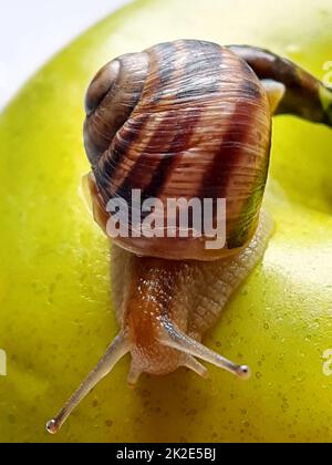 Lumaca d'uva su una mela 1 Foto Stock