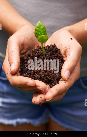 Coltivando l'ambiente. Scatto ritagliato di una giovane donna che tiene le mani terreno germogliando nuove piante. Foto Stock