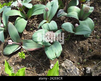 Fioritura cipolla ornamentale, Allium karataviense Foto Stock