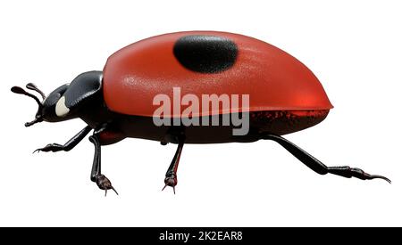 3D rendering di Ladybug su bianco Foto Stock