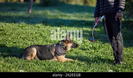 Alcuni imparano mólto al daycare del doggie. Shot di un adorabile pastore tedesco che viene addestrato dal suo proprietario nel parco. Foto Stock