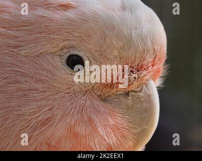 Un primo piano di un bellissimo Cockatoo maschile Major Mitchell con occhi scintillanti. Foto Stock