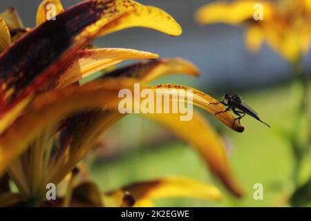 Black and Gold Lily Lilium Lionheart cresce in giardino all'aperto Foto Stock