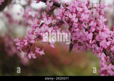 Texas Redbud albero Cercis canadensis primo piano Foto Stock