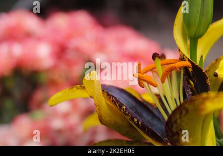 Black and Gold Lily Lilium Lionheart cresce in giardino all'aperto Foto Stock