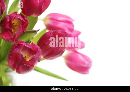 Bouquet di tulipani olandesi rosa isolato su sfondo bianco Foto Stock