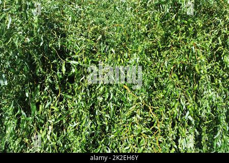 Cavatappi foglie di salice Foto Stock