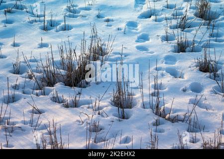 erba secca d'estate su neve caduta, neve e piante secche, paesaggio invernale in natura Foto Stock