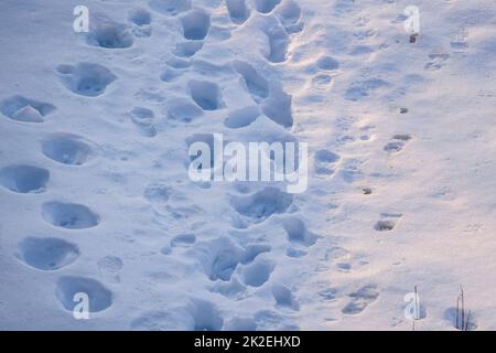 impronte umane sulla neve che cade, impronte di scarpe sulla neve, neve invernale e umana Foto Stock