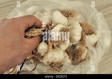 un mazzo di aglio secco in mano di una persona - un sacco di aglio secco teste. Foto Stock