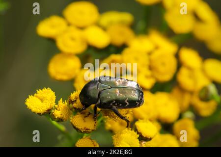 Primo piano di un coleottero rosebay su una pianta di prato, tansy. Foto Stock