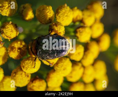 Primo piano di un coleottero rosebay su una pianta di prato, tansy. Foto Stock