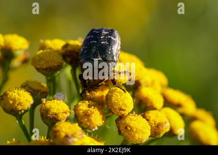 Primo piano di un coleottero rosebay su una pianta di prato, tansy. Foto Stock