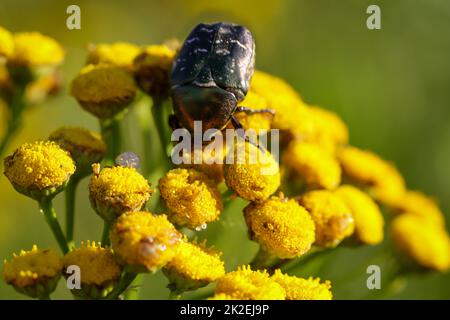 Primo piano di un coleottero rosebay su una pianta di prato, tansy. Foto Stock