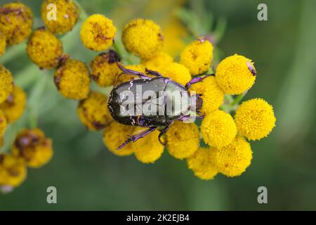 Primo piano di un coleottero rosebay su una pianta di prato, tansy. Foto Stock