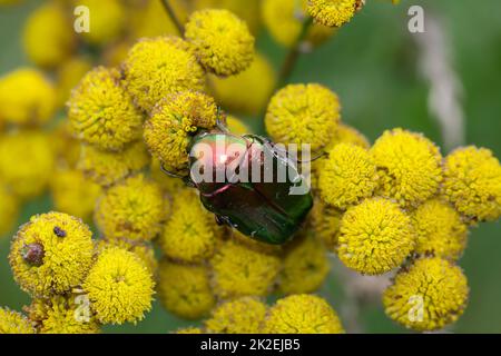 Primo piano di un coleottero rosebay su una pianta di prato, tansy. Foto Stock