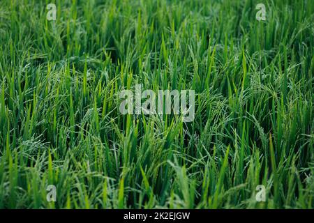 Giovani piante di riso verde nel campo Foto Stock