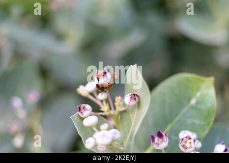 Spalmy pianta o calotropis gigantea viola pianta Foto Stock