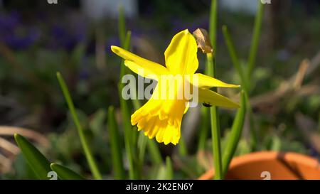 Bel fiore giallo daffodil a pasqua con un morbido sfondo a fuoco. Foto Stock