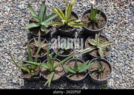 I succulenti e i cactus mescolano le piante in vasi di plastica Foto Stock