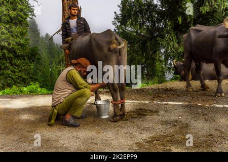 Un pastore mungendo un bufalo sul lato della strada Foto Stock