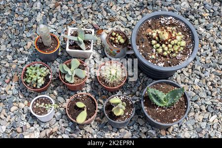 Varietà di succulenti e cactus in diversi vasi di cemento sulla mensola bianca. Decorazione casa hipster scandinava. Foto Stock