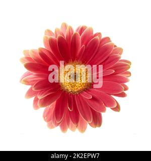 Bel fiore di gerbera. La gerbera è originaria delle regioni tropicali del Sud America, dell'Africa e dell'Asia. Foto Stock