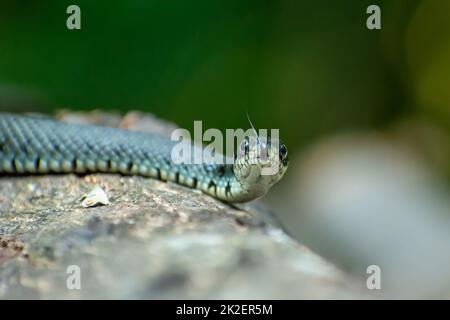 Il serpente d'erba giace su un tronco d'albero Foto Stock