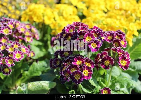 bellissimi cowslips in primavera Foto Stock
